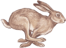 Hare Icon